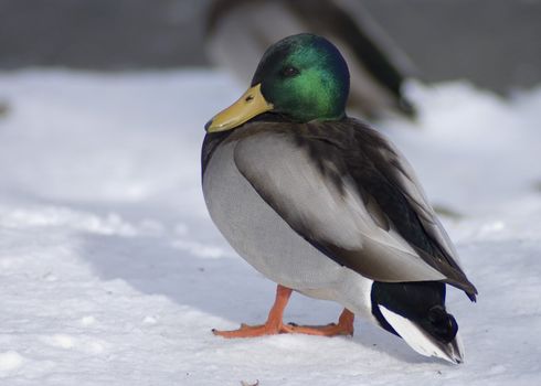 Male mallard duck in the snow.