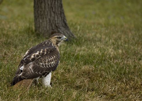 Red-tailed hawk perched on the ground.