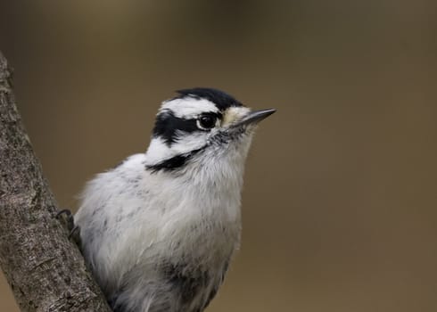 Female downy woodpecker perched on a tree trunk.