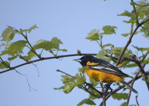 Oriole perched in a tree.