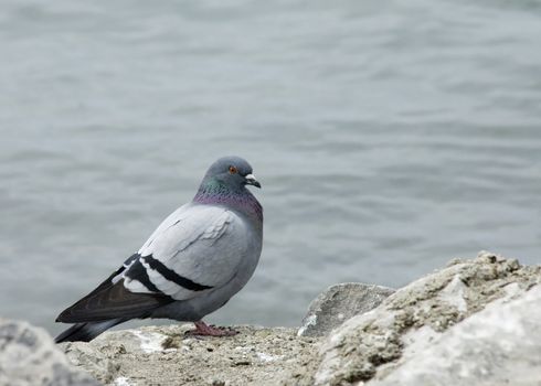 Pigeon perched on a rock.