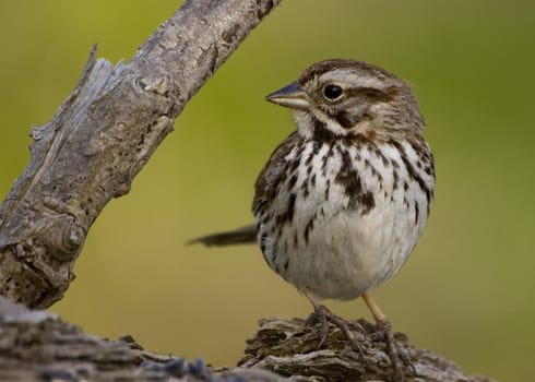 Song sparrow perched on a  log.
