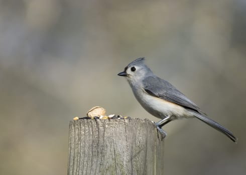 Titmouse perched on a post