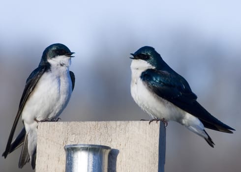 Pair of tree swallows perched on a nesting box.