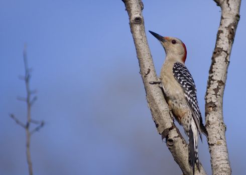 Woodpecker perched on a tree.