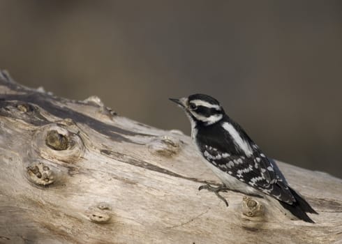 Woodpecker perched on a tree.