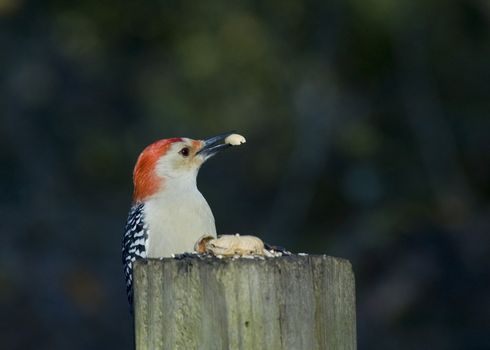 Woodpecker perched on a post with a peanut.