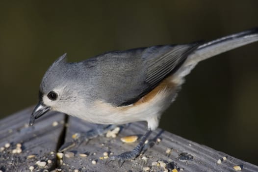 Titmouse perched on a branch.