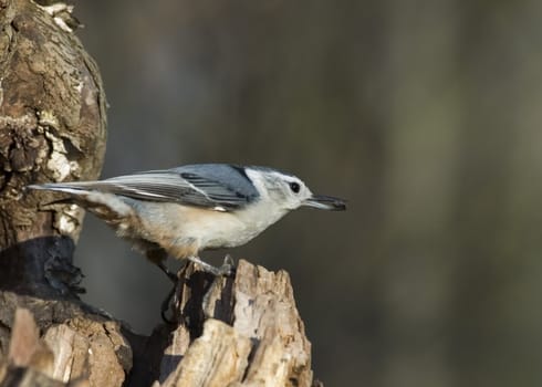 Nuthatch perched on a tree trunk.