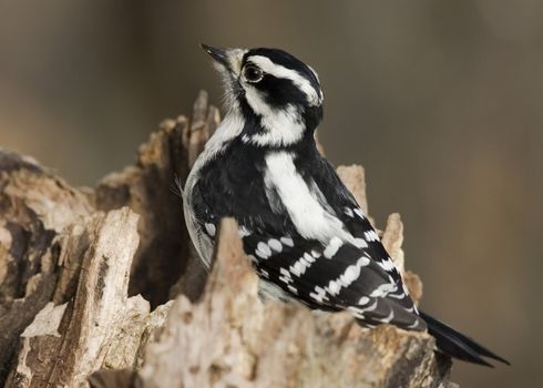 Downy woodpecker perched on a tree.