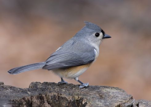 Titmouse perched on a tree stump.