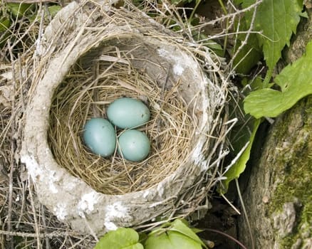 A robins nest with three unhatched eggs.