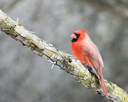 A northern cardinal perched on a tree branch.