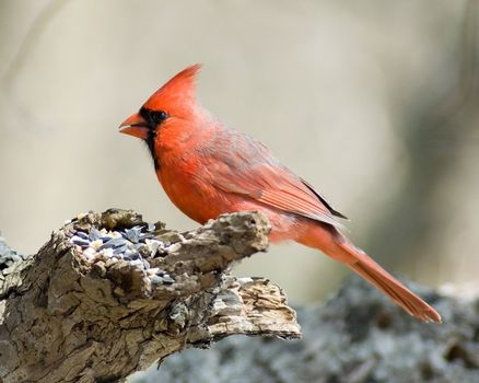 A northern cardinal perched on a tree branch.