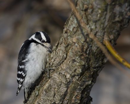 Downy woodpecker perched on a tree.