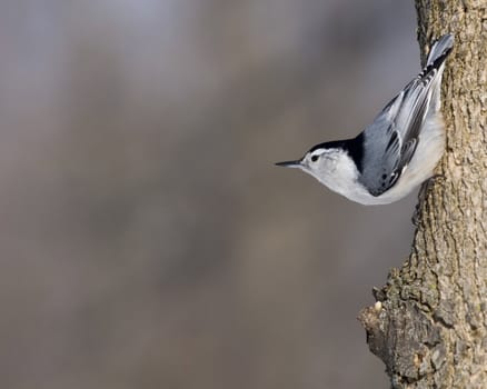Nuthatch perched on a tree trunk.