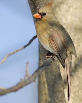 Female Cardinal perched on a branch.