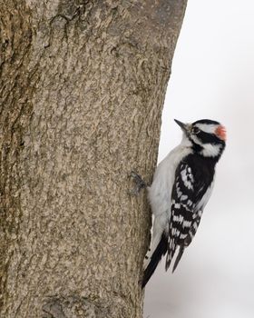 Downy woodpecker perched on a tree.