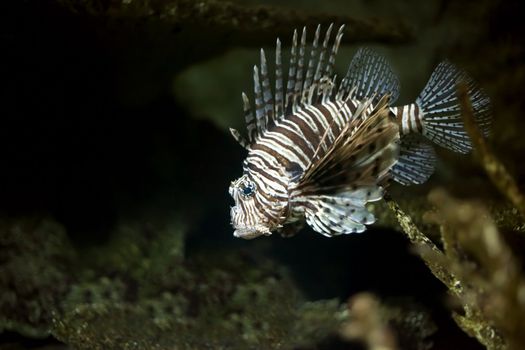 An image of a beautiful lionfish in the dark