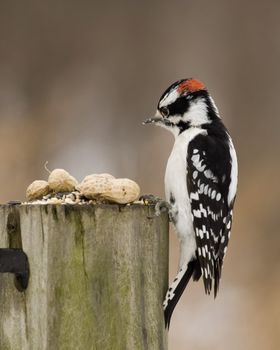Downy woodpecker perched on a post.
