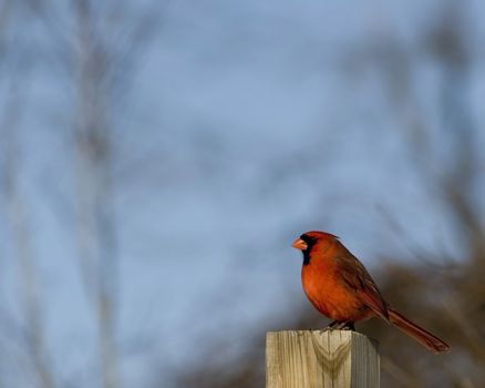 A male Cardinal perched on a wooden post.