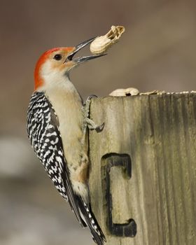 A red-bellied woodpecker prhed on a wooden post.
