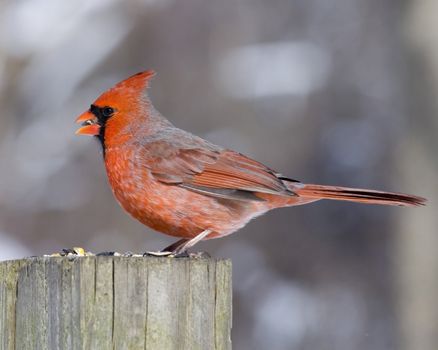 A Cardinal perched on a wooden post