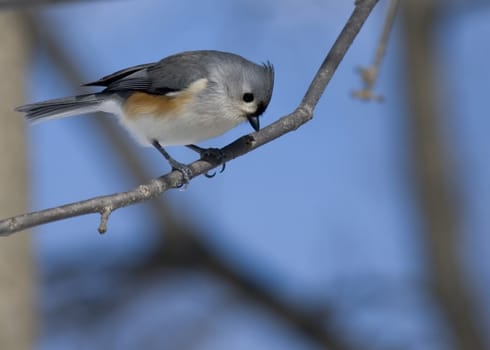 A Tufted Titmouse perched on a branch.