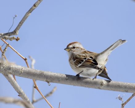 A tree sparrow perched o a tree branch.