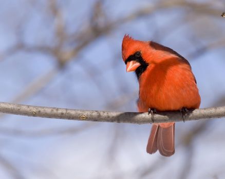 Cardinal perched on a branch.