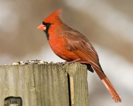 A male Cardinal perched on a wooden post.