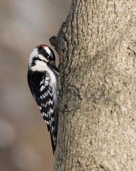 Downy woodpecker perched on a tree.