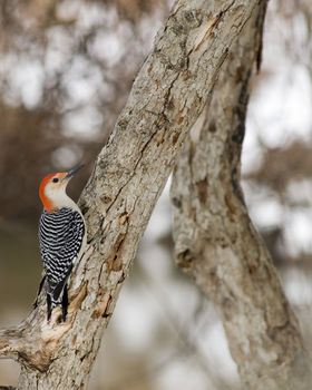 Red-bellied woodpecker perched on a tree trunk.