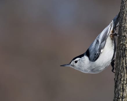 A White-breasted Nuthatch perched on a tree trunk.