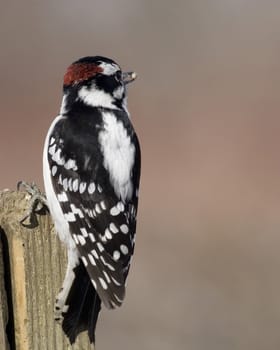 Downy woodpecker perched on a wooden post.