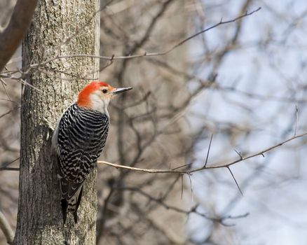 A Red-bellied woodpecker perched on a tree trunk.