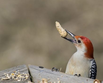Red-bellied woodpecker with a peanut perched on a wooden railing.