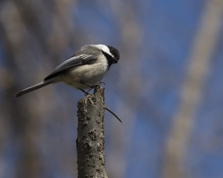 A Black-capped chickadee perched on a branch.