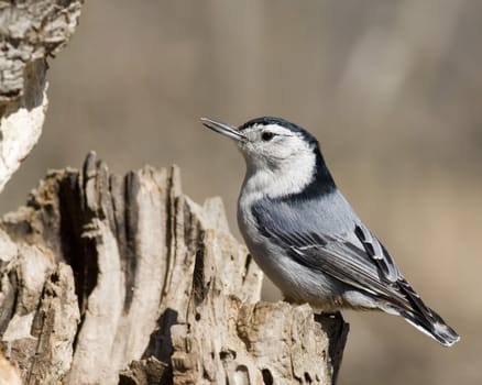 A White-breasted Nuthatch perched on a tree trunk.