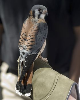 An American Kestrel perched on the gloved hand of a bird recovery worker.