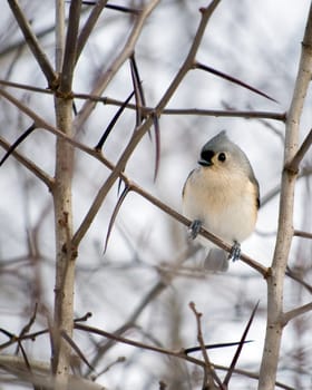 A tuffed titmouse perched on a tree branch.