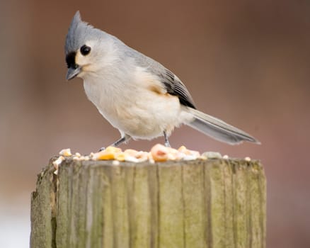 A tufted titmouse perched on a post with bird seed.