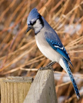 A blue jay perched on a post.