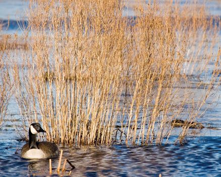 A canadian goose swimming in a pond next to weeds.