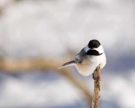 A black-capped chickadee perched on a stick in the winter.