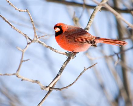 A Northern Cardinal perched on a tree branch.