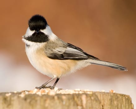 A black-capped chickadee perched on a wooden post with bird seed.