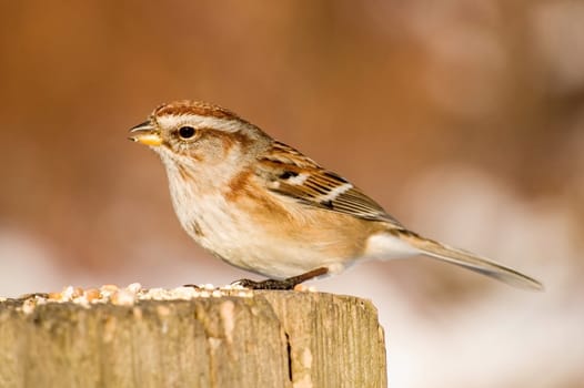 An American tree sparrow perched on a wooden post with bird seed.