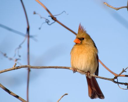 A female northern cardinal perched on a tree branch.