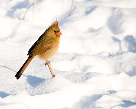 A female northern cardinal perched on a twig in snow.